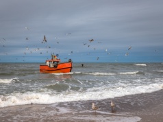 Ostatni moment dla bałtyckiego dorsza? Sytuacja jest krytyczna