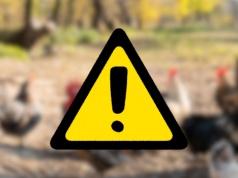 Pomór drobiu w Łódzkiem? Wojewoda ostrzega hodowców