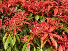 Posadź raz, podziwiaj cały rok. Ten kolorowy krzew upiększy ogród i bije róże na głowę