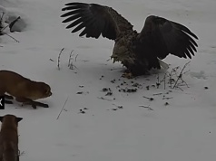 Niecodzienne "starcie" na granicy Litwy i Białorusi. Orzeł wygrał