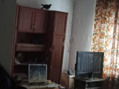 Horror w mieszkaniu, w bloku we Wrocławiu. Gołębie były wszędzie...