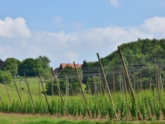 Chmielarze odetchnęli z ulgą. Rząd wydłuża termin inwestycji – są dodatkowe dwa miesiące
