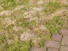 Śnieg znika, odkrywając szare plamy na trawniku? Pleśń śniegowa atakuje właśnie teraz