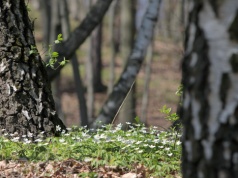 Kiedy przyjdzie wiosna? Podpowie przyroda