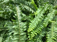 Spryskaj paprotkę tym roztworem z apteki. Po 3 tygodniach będzie gęsta jak nigdy wcześniej