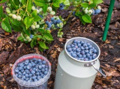 Zamiast wyrzucać, podsyp borówkę amerykańską. Owoce zbierzesz wiadrami