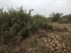 Jak przywrócić nieużytkowany grunt do produkcji rolnej?