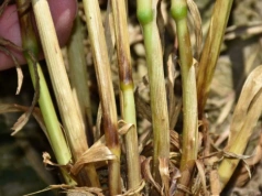 Trzy choroby źdźbła, które potrafią zniszczyć łan. Rolnicy często je mylą