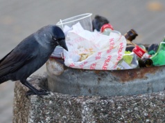 Tego nie wolno wyrzucać do ulicznych śmietników. Grzywna nie niższa niż 500 zł