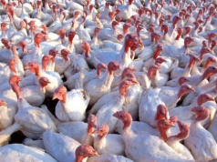 Po 30 latach wybuch choroby Newcastle w Brandenburgii. 23 000 indyków zabitych