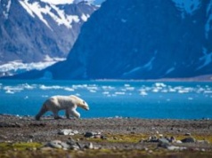Cieplejsza woda w Arktyce uderza w ryby. Nie będzie czego łowić