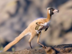 Trzeba zmienić podręczniki? Znaleźli dinozaura, który ważył mniej niż 1 kg