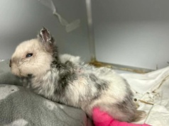 Oprawca królika Marcysia zatrzymany! Czas na karę