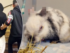 To on miał skatować królika Marcysia. 21-latek w rękach policji