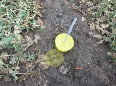 Szara pleśń i chowacze ruszają wcześniej. Rolnicy muszą przyspieszyć monitoring