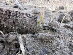 Siewki w stresie, ale żywe. Pszenica po kukurydzy ma potencjał