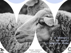 Ostrawę opanują… owce. Już jutro rusza Ostrava Wool Fest