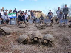 Na Floreanę wróciły żółwie. Przygotują ekosystem na przyjęcie innych gatunków
