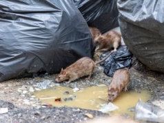 7 milionów funtów na walkę ze szczurami. Dlaczego Glasgow wciąż przegrywa z gryzoniami?