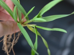 Nowy produkt z siarką od Grupy Azoty - DuoS