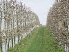 Programy Ochrony Roślin Sadowniczych i Jagodowych 2026 – skuteczna ochrona w czasach ograniczonych narzędzi