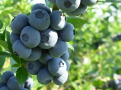 Skarbnica zdrowia na co dzień. Korzyści z borówek amerykańskich