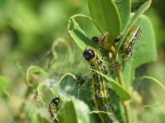Pryskam tym bukszpan każdej wiosny. Ten oprysk z przyprawy to hit na ćmę bukszpanową