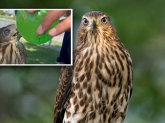 Nagrał, jak daje krogulcowi alkohol. Amerykanin skazany na więzienie