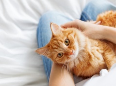 Nowotwór u kota. Naukowcy twierdzą, że jest podobny do raka u ludzi