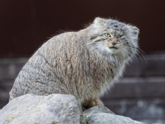 Ogromne zaniedbania z poznańskim zoo! Amputacja palców u małpy saki. Samica manula – Bożenka poszukiwana!