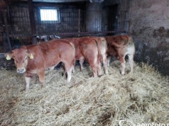 Choroba niebieskiego języka 2026: 6 ognisk, w tym nowe w Opolskiem