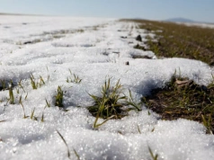 Roztopy ratują pola czy grożą uduszeniem ozimin? Woda jest, ale nie wszędzie tam, gdzie potrzeba