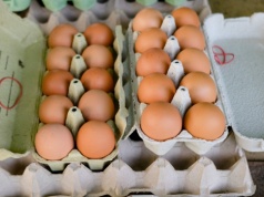 W każdej wytłoczce może trafić się takie dziwne jajko. Czy jest się czego obawiać