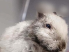 21-latek zatrzymany za okaleczenie królika w Krakowie. Zwierzę miało obcięte uszy