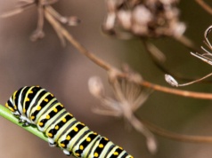 Czy owady rozmawiają ze sobą? Oczywiście: oto międzygatunkowy dowód