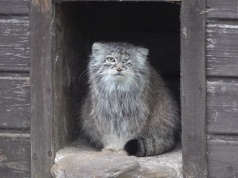 Bożenka z poznańskiego zoo zaginęła. Trwa akcja poszukiwawcza
