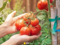 Podlewaj tym pomidory. Wzmocnisz sadzonki i uchronisz przed chorobami