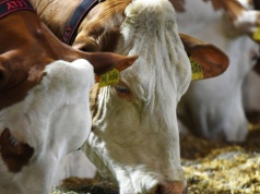 Skażone mięso może wciąż trafiać do UE. Niepokojące wnioski z audytu