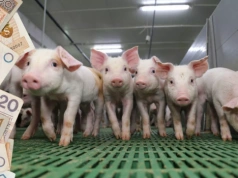 Nagły skok cen prosiąt w Polsce. Rolnicy płacą już ponad 300 zł
