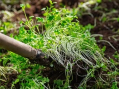 Posiej te rośliny przed pomidorami. To sekret obfitych zbiorów