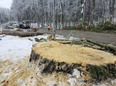 Chcą zdążyć z wycinką drzew pod ul. Nowobałtycką przed okresem ochronnym