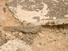 Inwazja szarańczy nad wyspami w Europie. Tutaj nadchodzą trudne dni