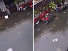 Wielka ulewa i powódź na Bali. Po ulicach pływają gigantyczne pytony! WIDEO