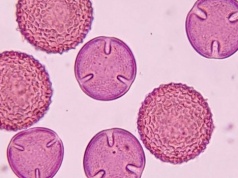 Detektory w całej Polsce zaczęły szaleć. Eksperci biją na alarm