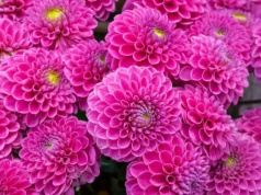 Zrób to z daliami w marcu. Zakwitną wcześniej i obsypią się po brzegi kwiatami