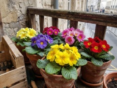 Ładniejszy niż surfinia. Mróz mu niestraszny, a kolor widać z daleka. Kwiat balkonowy na teraz