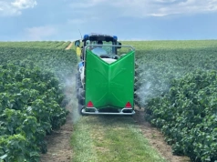 Porzeczki – nowe wyzwania w ochronie plantacji