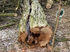 Prace porządkowe w parku w Wąsoszach. Oświadczenie Fundacji PODAJ DALEJ