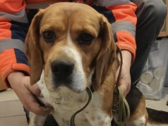 Piesek trafił do okna życia. Powód oddania łamie serce