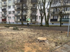 Z Łodzi zniknęło 1000 drzew. Większość była w dobrym stanie